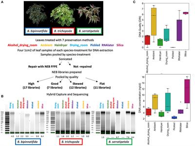The Limits of Hyb-Seq for Herbarium Specimens: Impact of Preservation Techniques